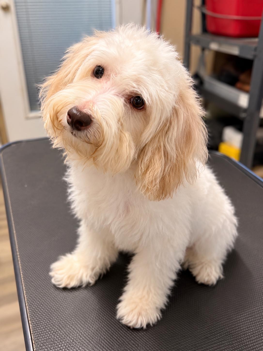 Penny, Adopted, Puppy Female Miniature Poodle.