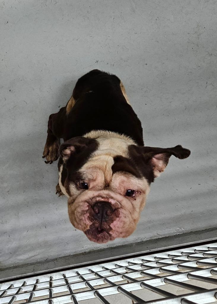 Grove 2(Hoover)(Tango), Adoptable, Senior Male English Bulldog.