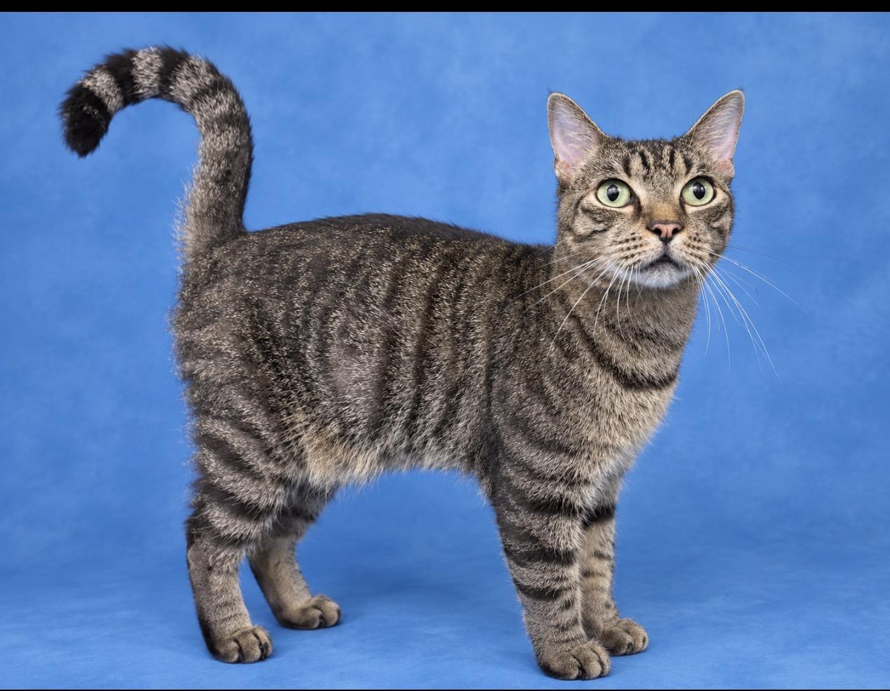 Enlarge Ithan, a Adopted Domestic Short Hair in Valdosta, GA image 1/1