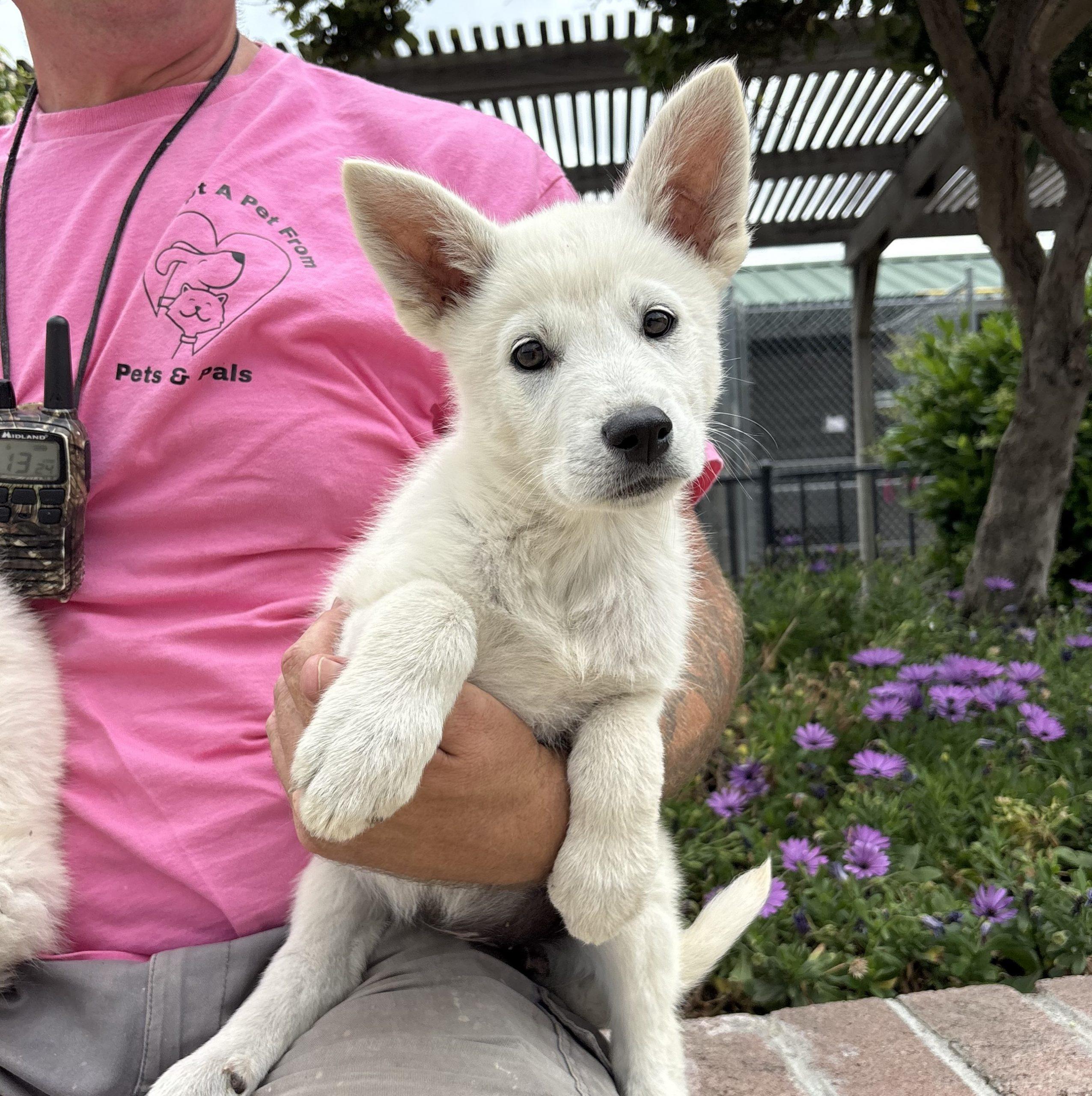 Powder, Adoptable, Puppy Female Great Pyrenees & Husky.
