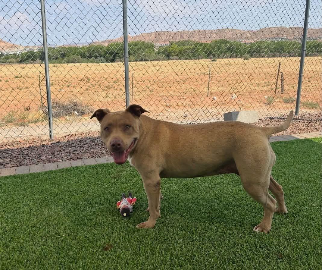 Gracie, ADOPTABLE, Adult Female Pit Bull Terrier.