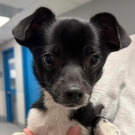 Rocky (ID 52300/3219), Adopted, Young Male Chihuahua.