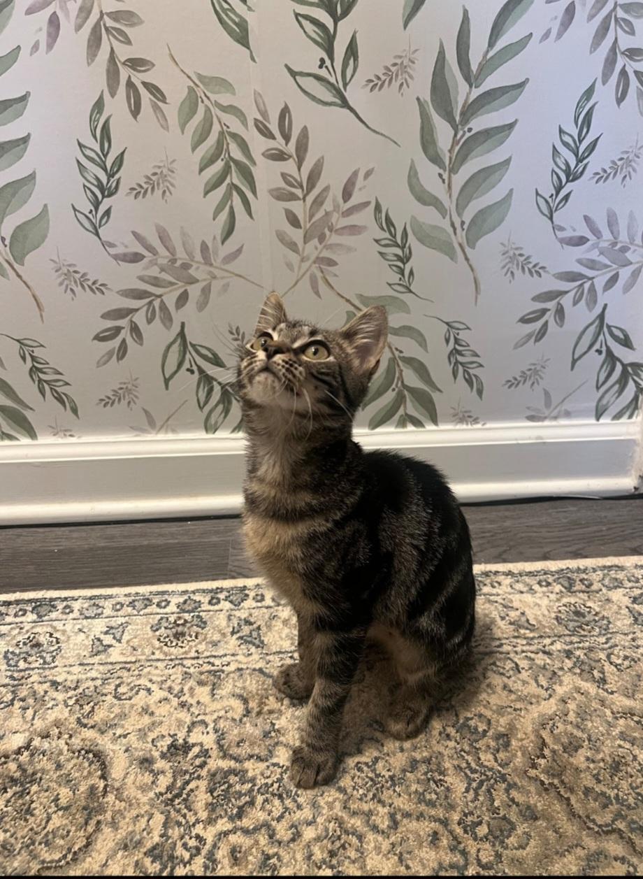 Enlarge Pixie, a Adoptable Domestic Short Hair in Smyrna, GA image 2/3