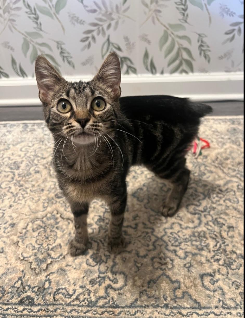 Pixie, Adoptable, Young Female Domestic Short Hair.