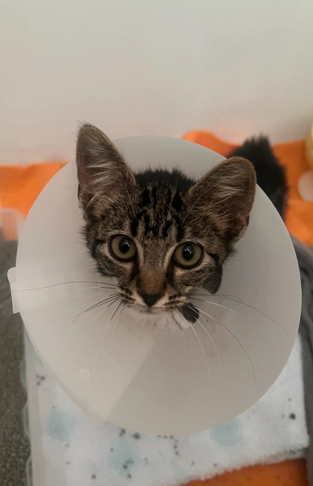 Enlarge Pixie, a Adoptable Domestic Short Hair in Smyrna, GA image 3/3