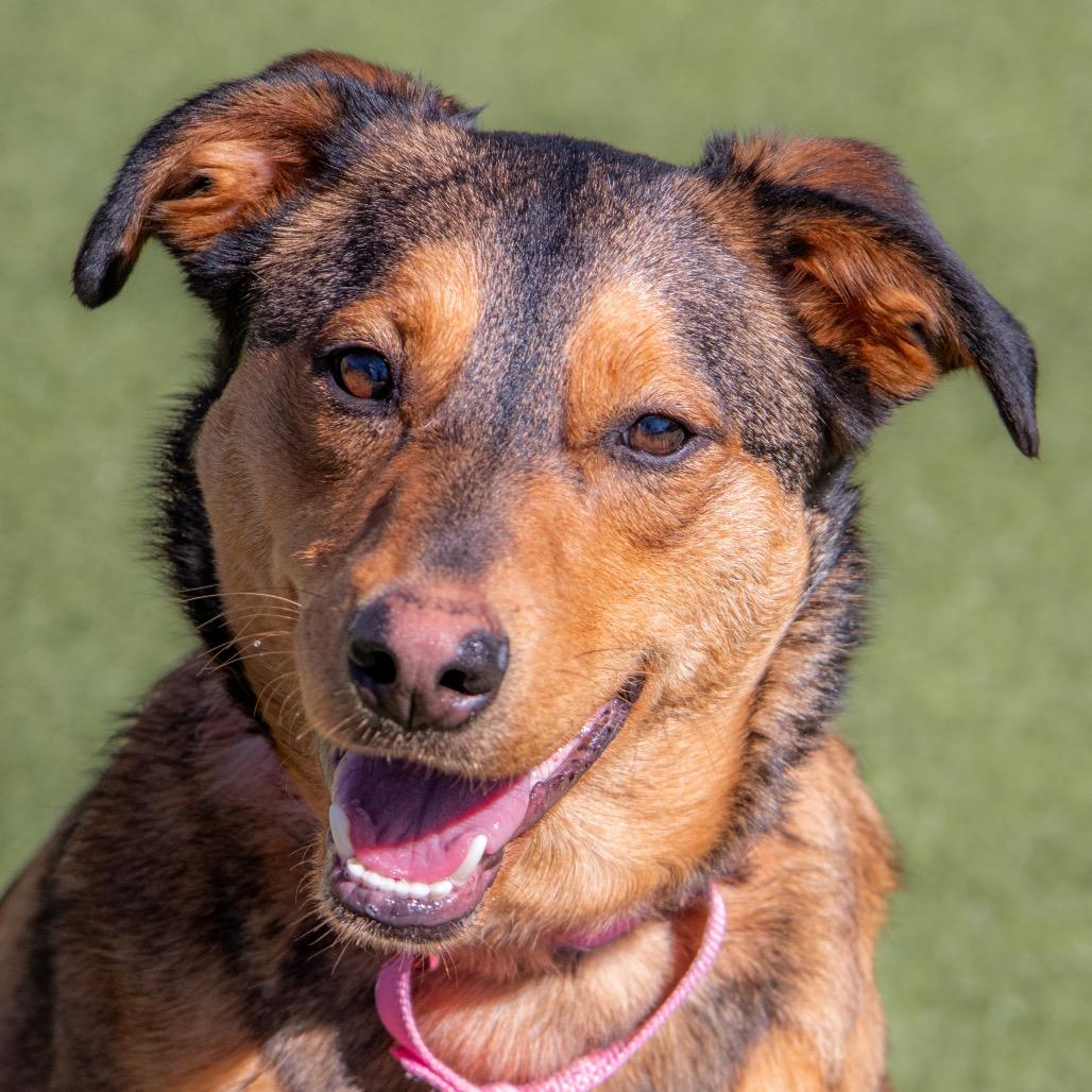 Enlarge Bubbles, a Adoptable mixed breed in Albuquerque, NM image 1/6