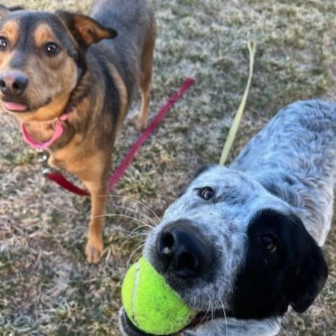 Enlarge Bubbles, a Adoptable mixed breed in Albuquerque, NM image 4/6