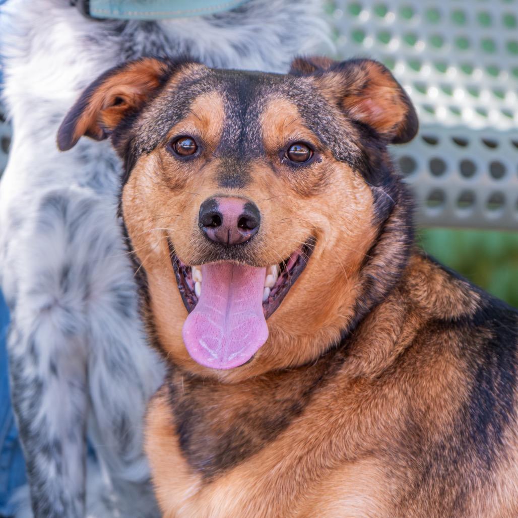 Enlarge Bubbles, a Adoptable mixed breed in Albuquerque, NM image 6/6