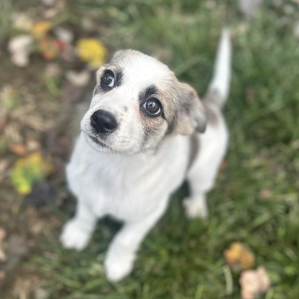 Lucy, Adoptable, Puppy Female Mixed Breed.