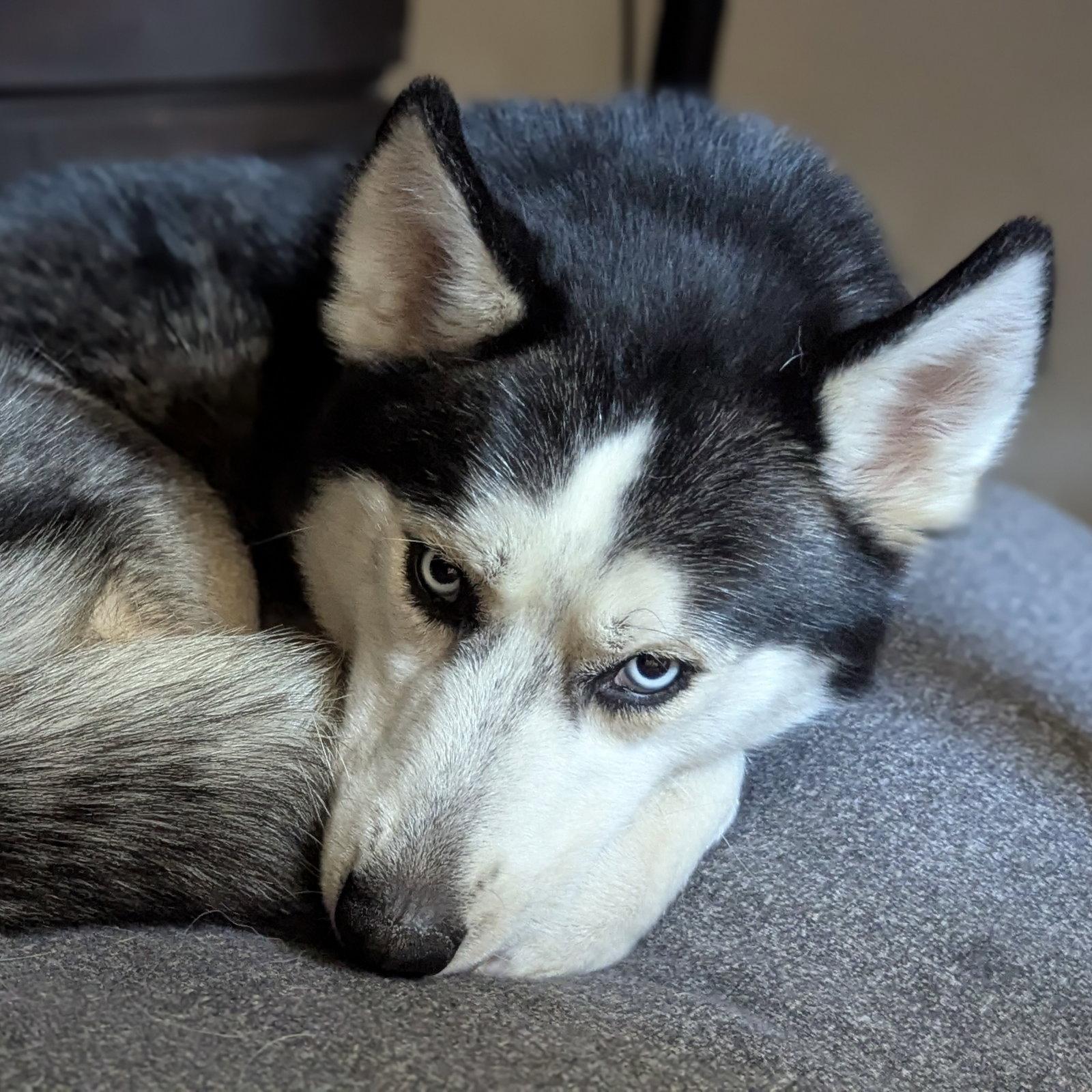Leffingwell, Adoptable, Adult Male Husky.