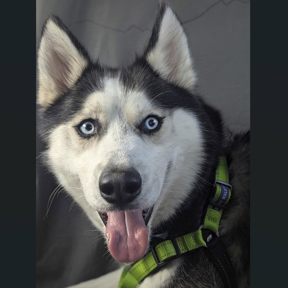Enlarge Leffingwell, a Adoptable Husky in Fargo, ND image 2/3