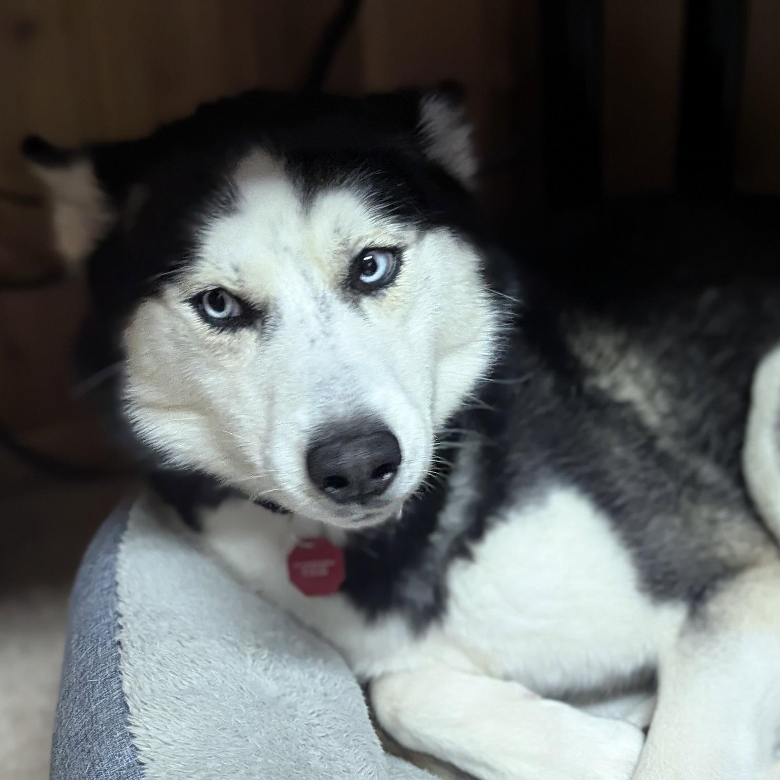 Enlarge Leffingwell, a Adoptable Husky in Fargo, ND image 3/3