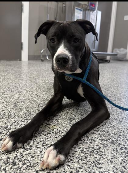 Chica, Adoptable, Adult Female Mixed Breed & Mixed Breed.