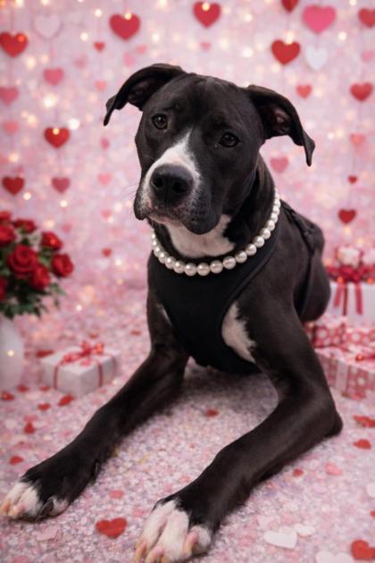 Chica, Adoptable, Adult Female Mixed Breed & Mixed Breed.