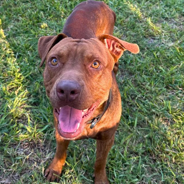 ARES, Adoptable, Adult Male American Staffordshire Terrier.