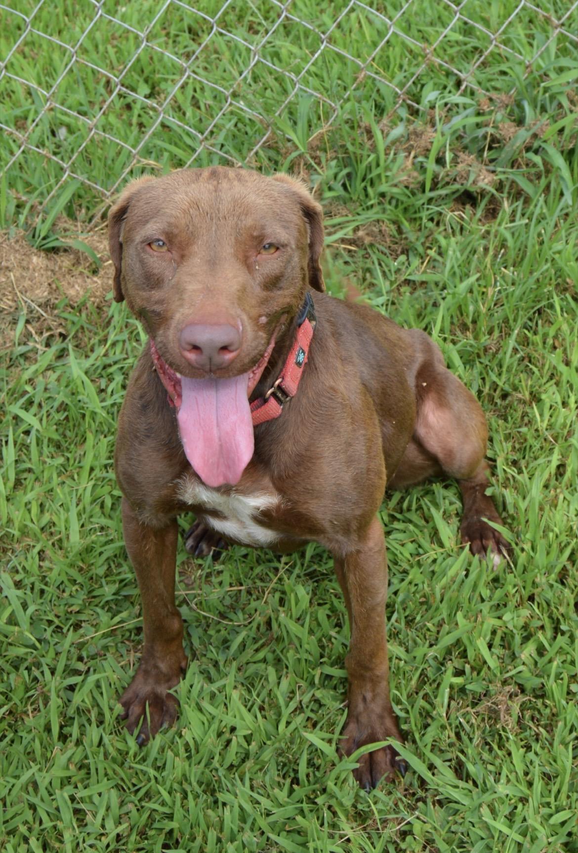 Pumpkin Spice Latte, Adoptable, Adult Female Chocolate Labrador Retriever.