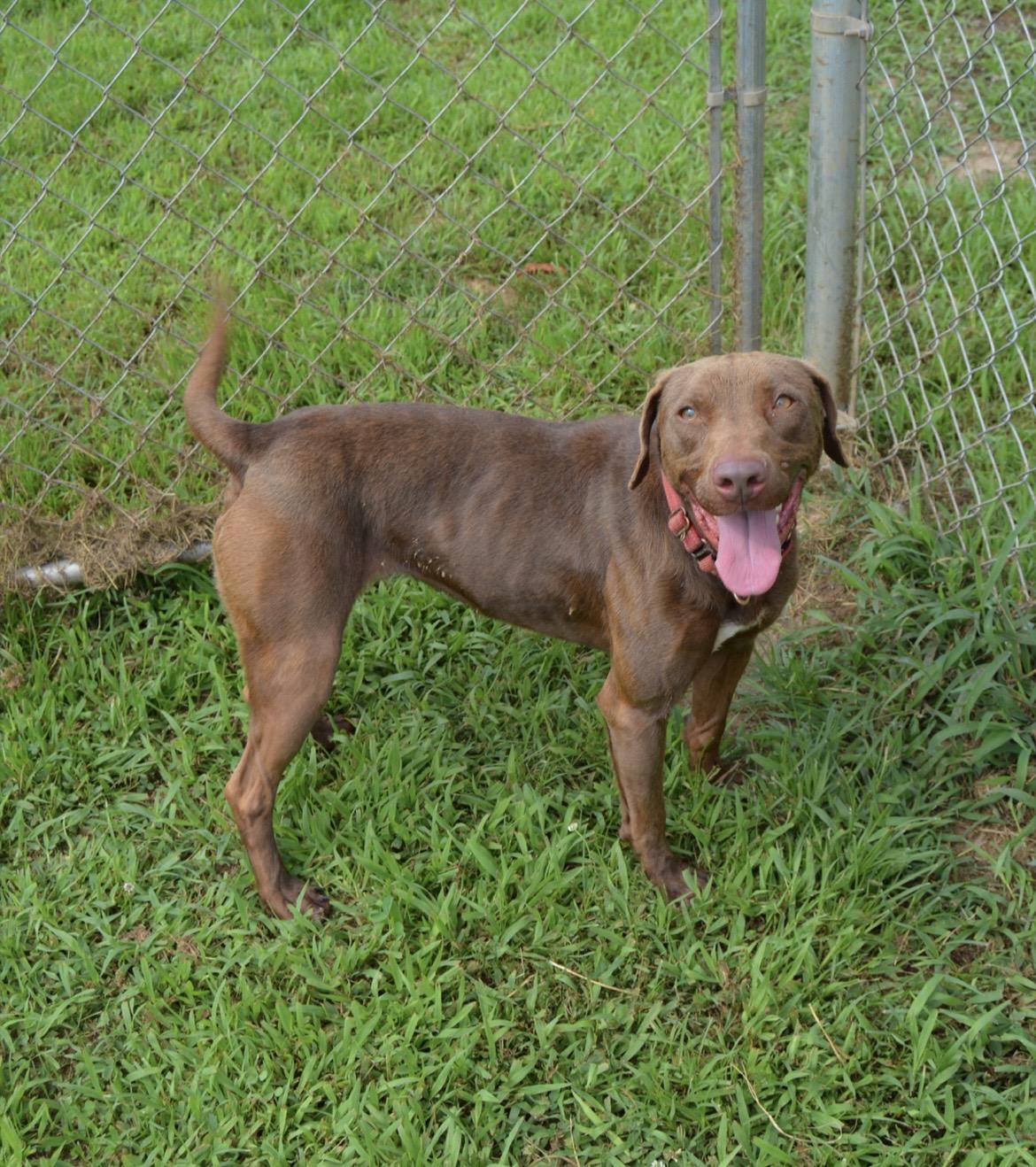 Enlarge Pumpkin Spice Latte, a Adoptable Chocolate Labrador Retriever in McKenzie, TN image 2/2