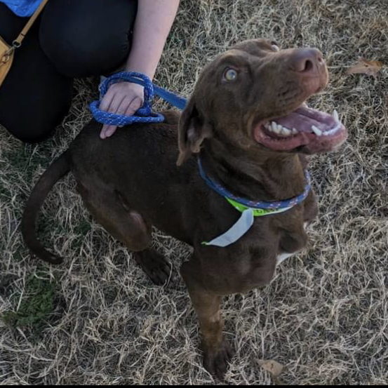 Pumpkin Spice Latte, Adoptable, Adult Female Chocolate Labrador Retriever.