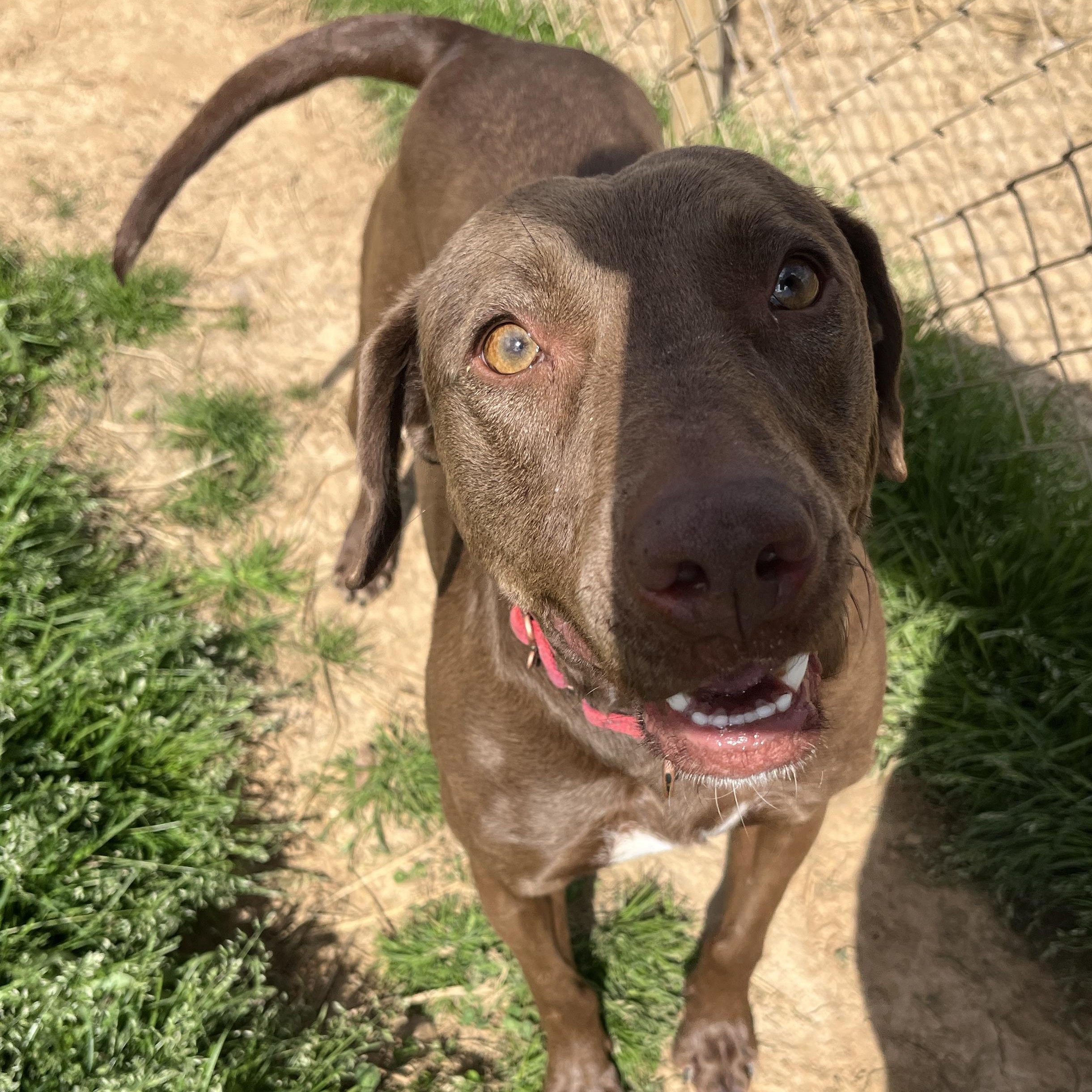 Enlarge Pumpkin Spice Latte, a Adoptable Chocolate Labrador Retriever in McKenzie, TN image 2/3