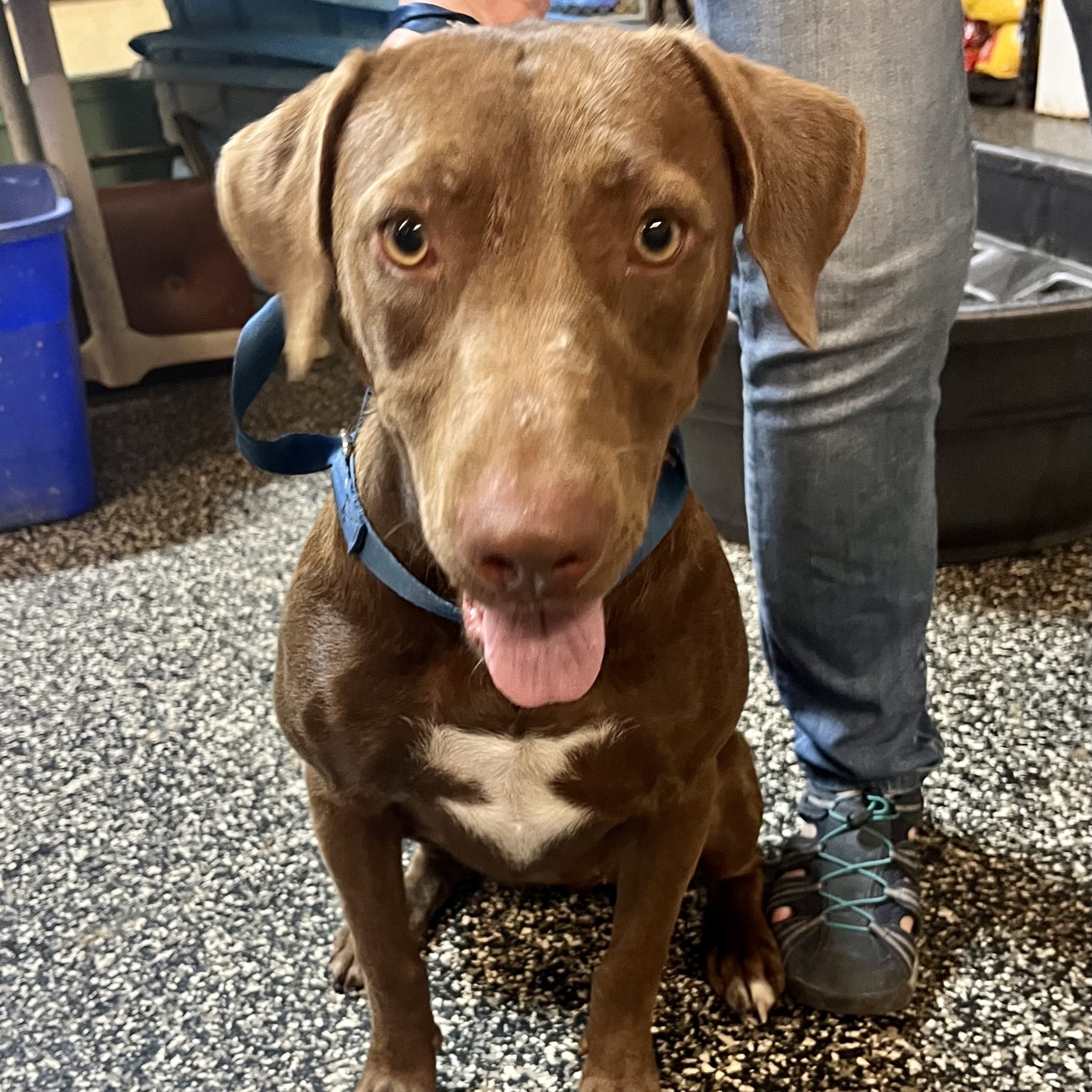 Enlarge Pumpkin Spice Latte, a Adoptable Chocolate Labrador Retriever in McKenzie, TN image 2/2