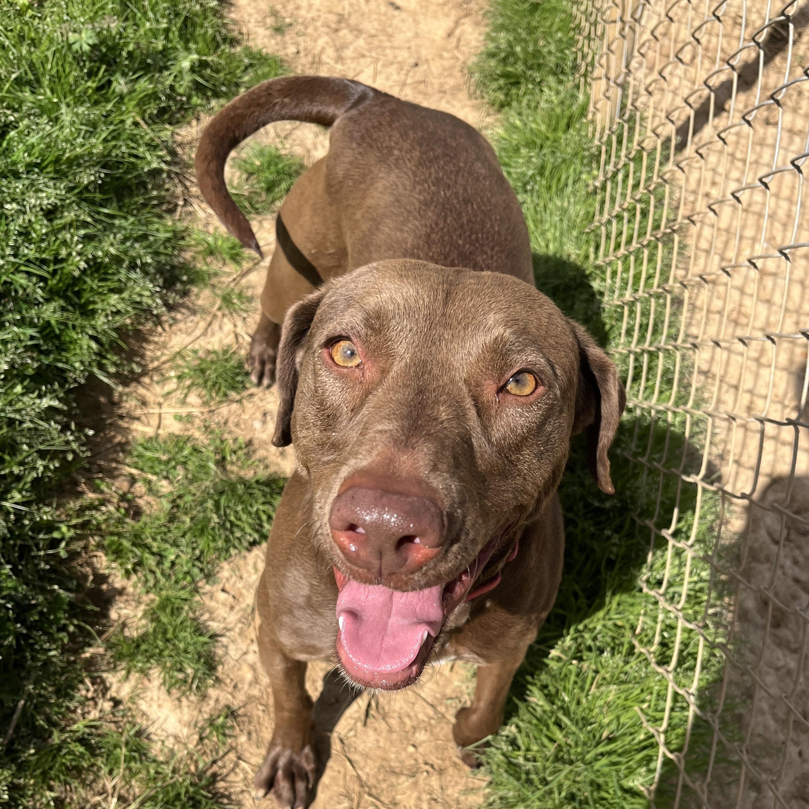 Enlarge Pumpkin Spice Latte, a Adoptable Chocolate Labrador Retriever in McKenzie, TN image 1/3