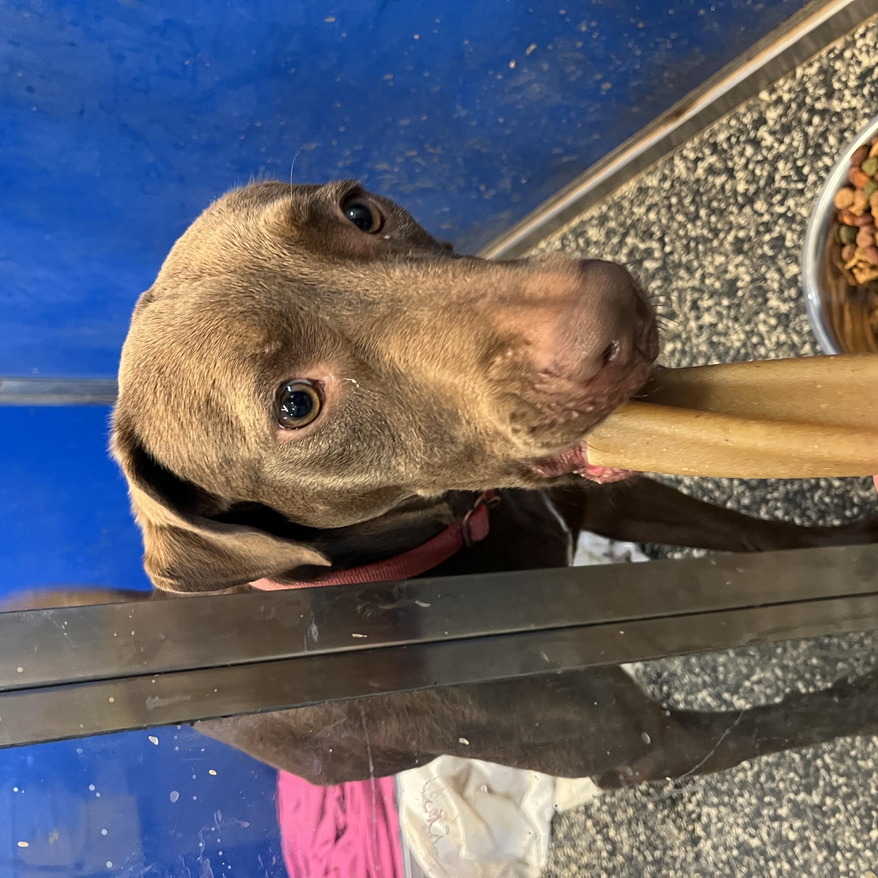 Enlarge Pumpkin Spice Latte, a Adoptable Chocolate Labrador Retriever in McKenzie, TN image 3/3