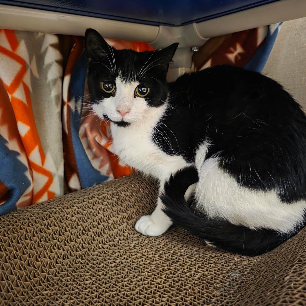 Lamp, a Adoptable Domestic Short Hair in Watertown, NY image 1/2
