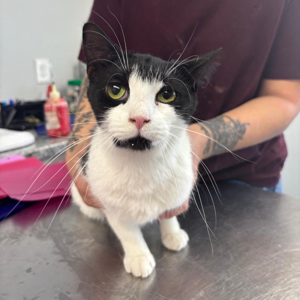 Lamp, a Adoptable Domestic Short Hair in Watertown, NY image 2/2