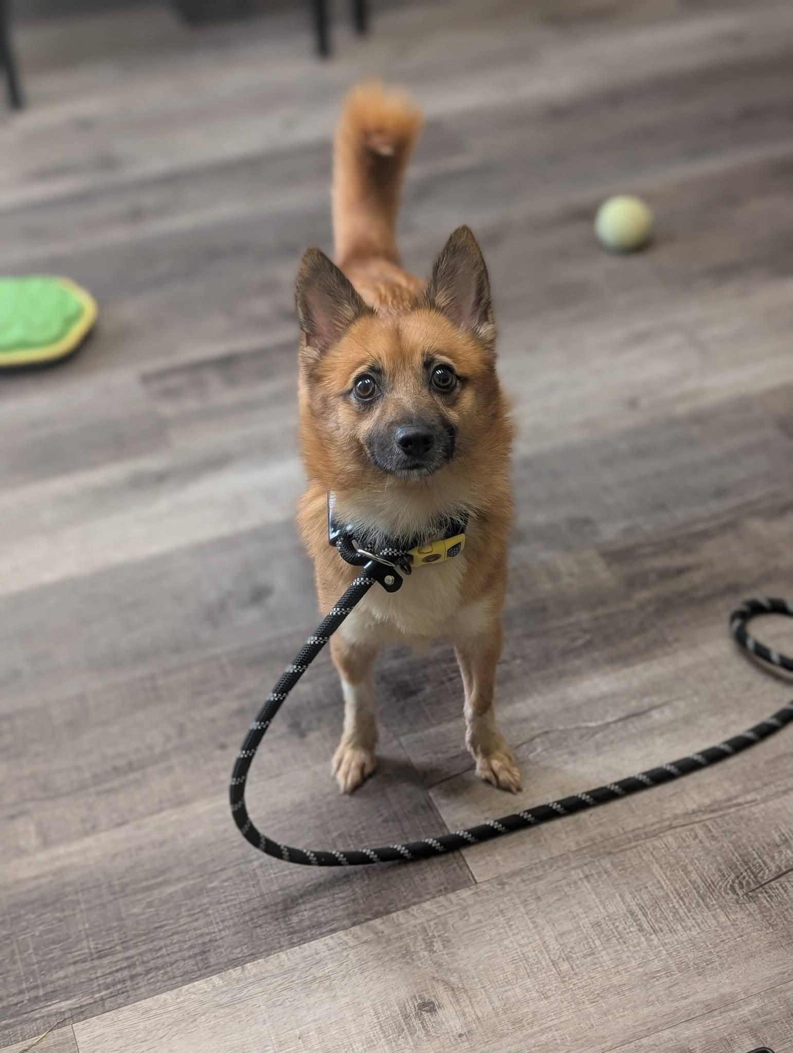 Enlarge FOXIE 375, a Adoptable mixed breed in Milwaukee, WI image 5/6