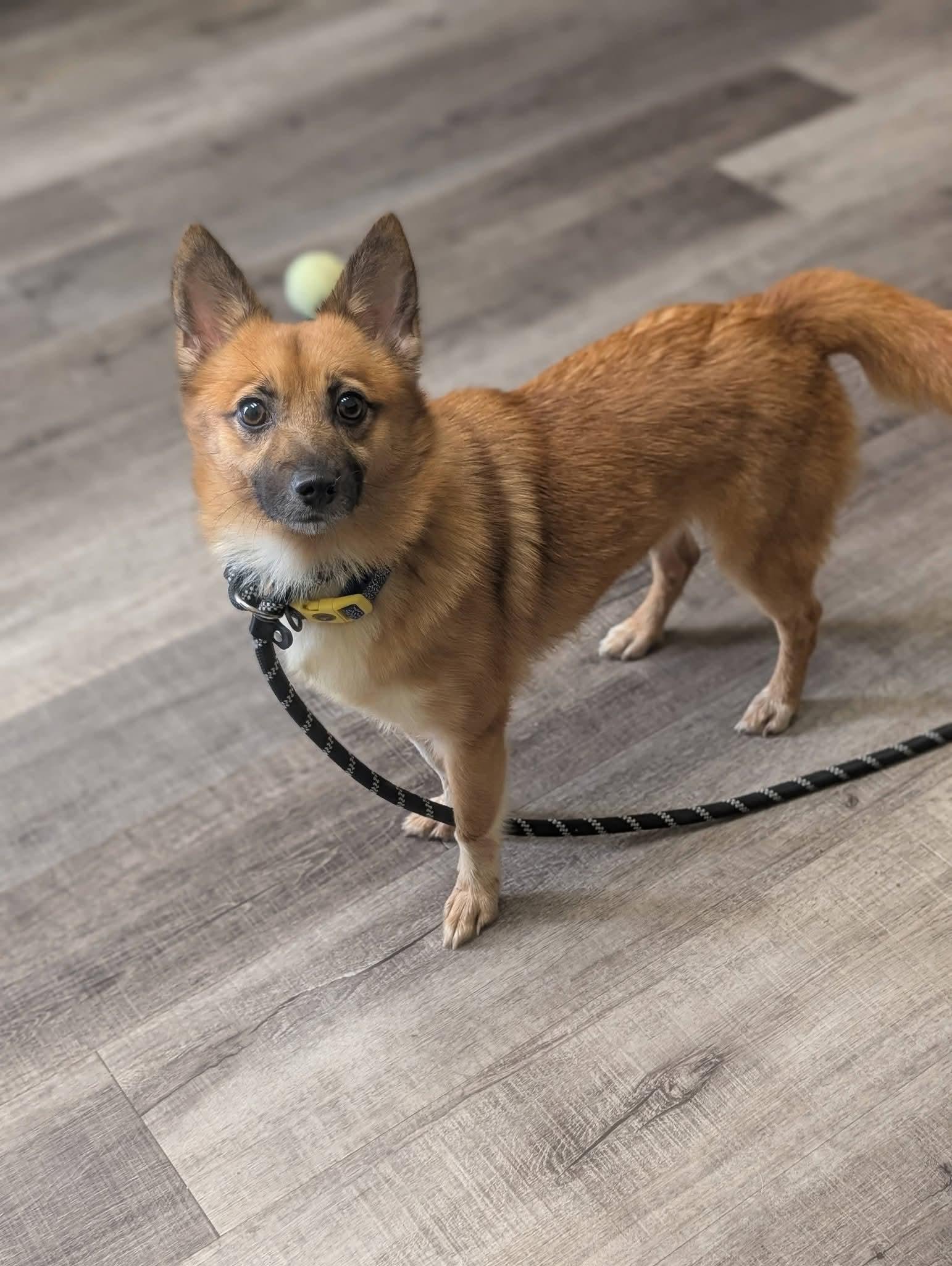 Enlarge FOXIE 375, a Adoptable mixed breed in Milwaukee, WI image 4/6