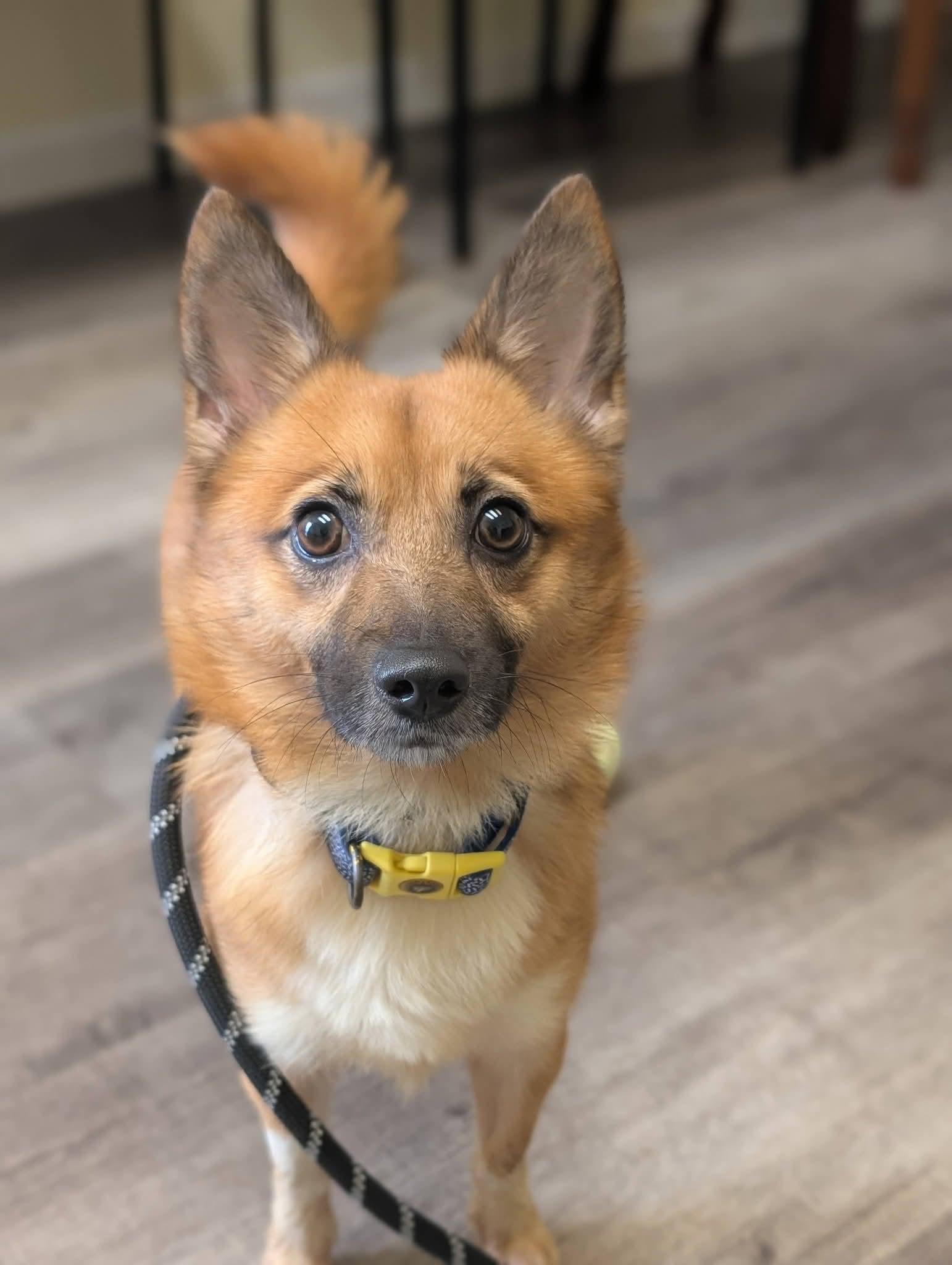 Enlarge FOXIE 375, a Adoptable mixed breed in Milwaukee, WI image 3/6