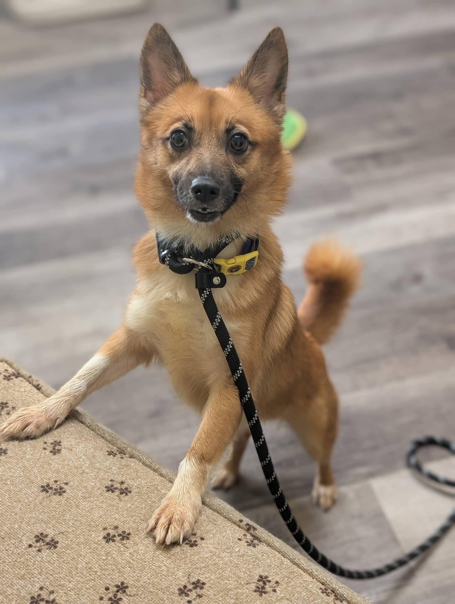 Enlarge FOXIE 375, a Adoptable mixed breed in Milwaukee, WI image 1/6