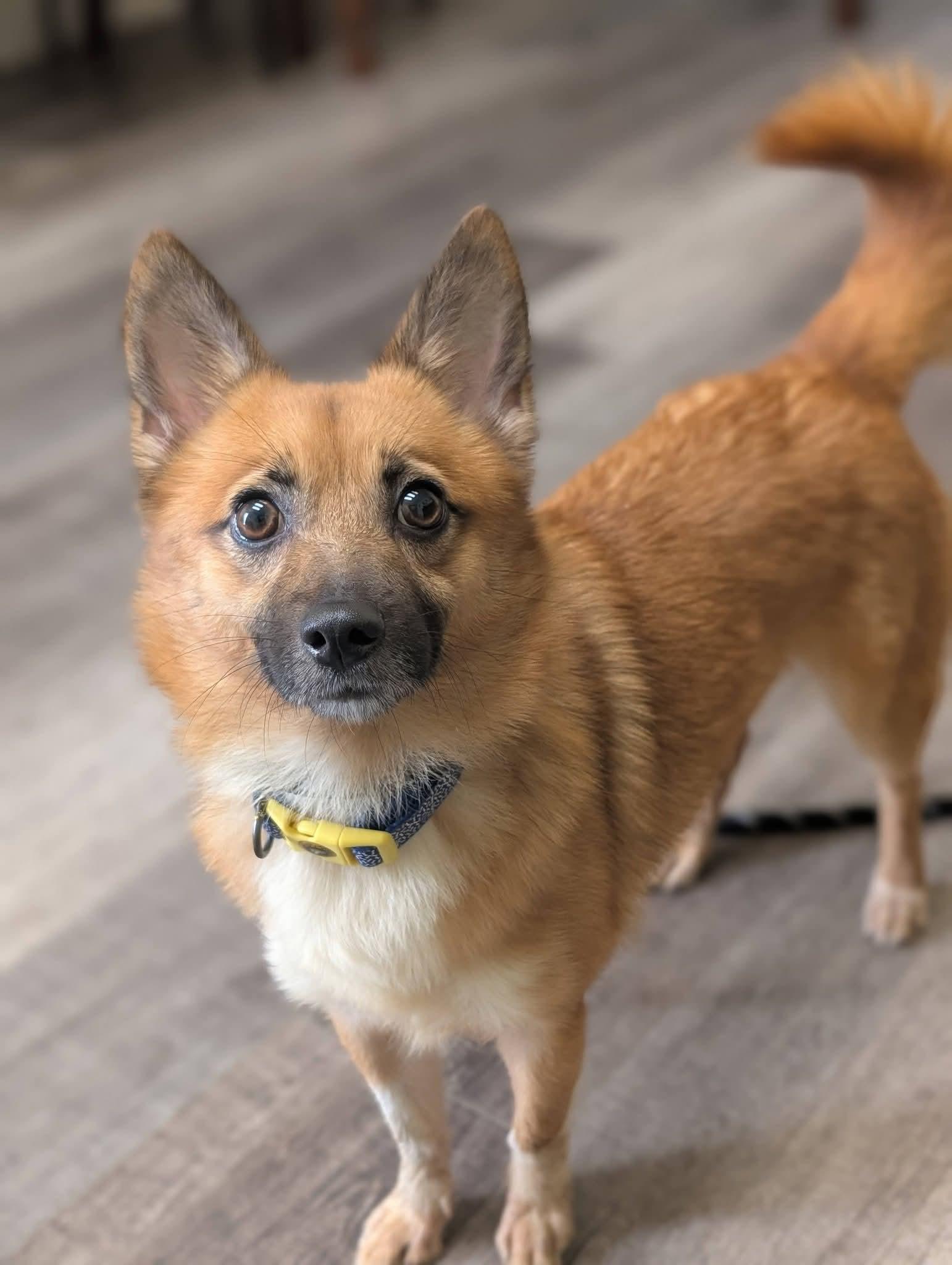 Enlarge FOXIE 375, a Adoptable mixed breed in Milwaukee, WI image 2/6