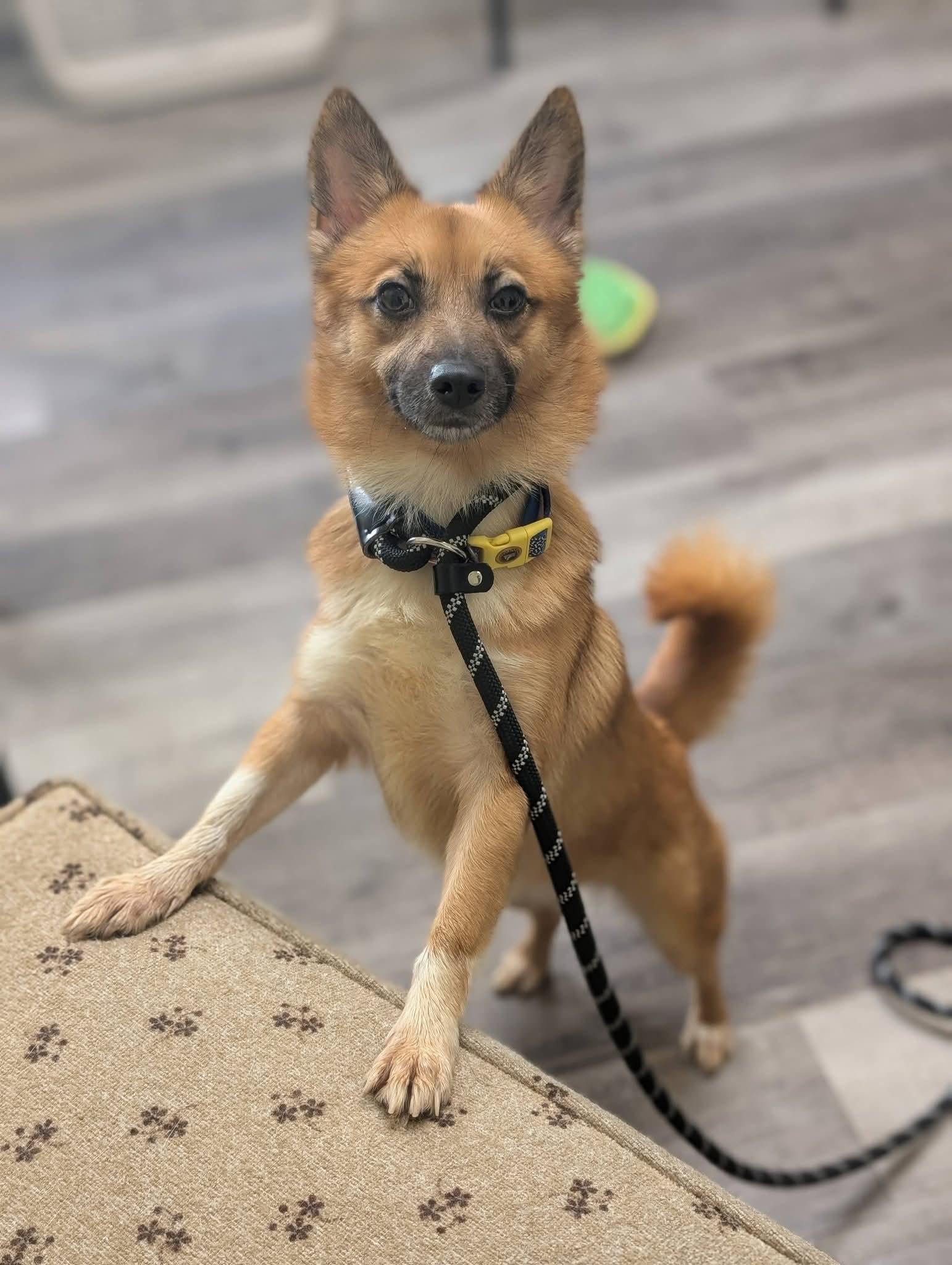 Enlarge FOXIE 375, a Adoptable mixed breed in Milwaukee, WI image 6/6