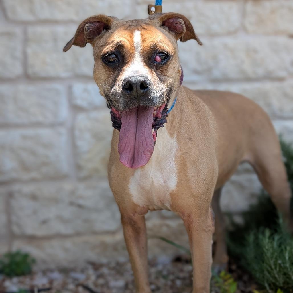 Sadie, Adoptable, Senior Female Boxer & Mixed Breed.