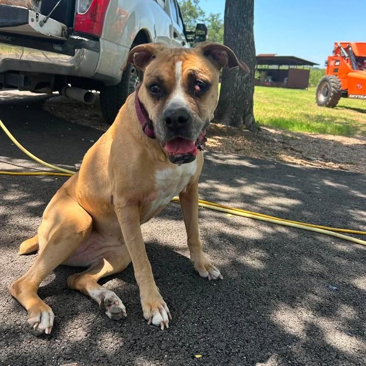 Sadie, a Adoptable mixed breed in Buchanan Dam, TX image 2/2