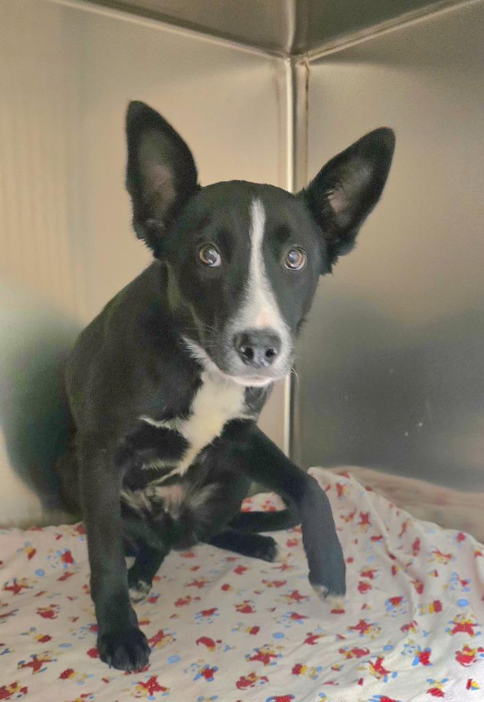 Penquin, Adopted, Young Male Border Collie & Mixed Breed.