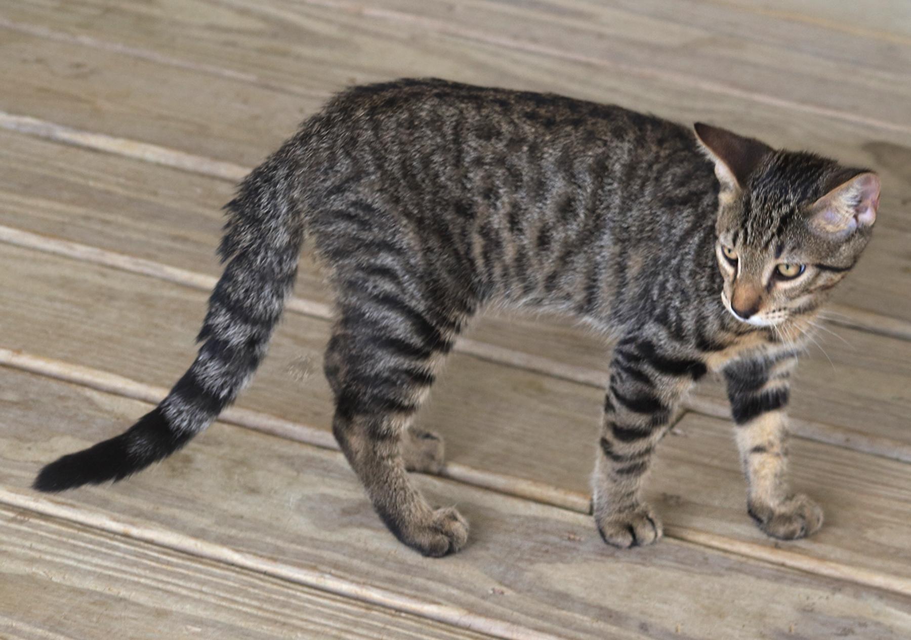 Enlarge Professor, an adopted Domestic Short Hair in North Fort Myers, FL image 3/4