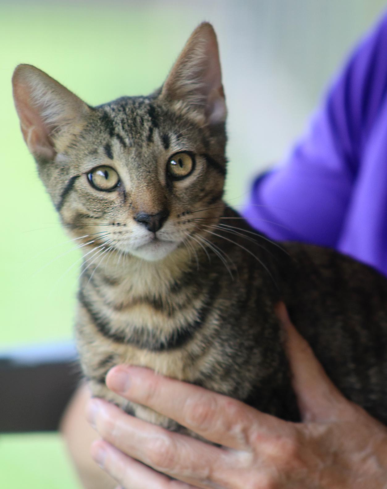 Professor, adopted, Kitten Male Domestic Short Hair.