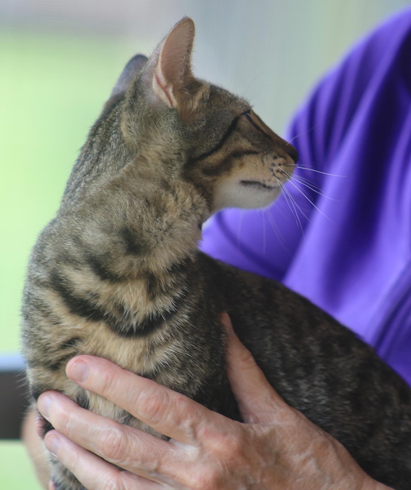 Enlarge Professor, an adopted Domestic Short Hair in North Fort Myers, FL image 2/4