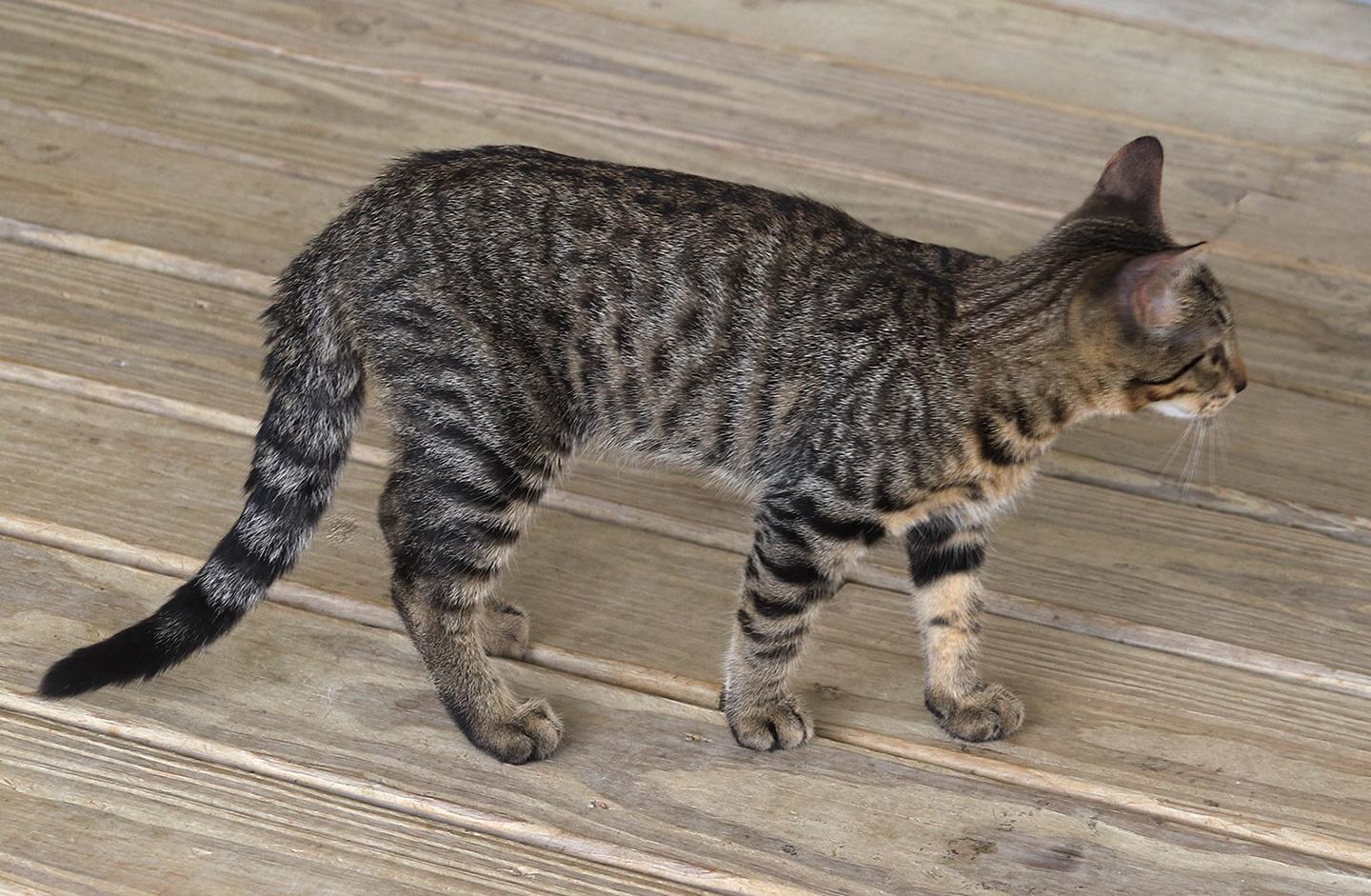 Enlarge Professor, an adopted Domestic Short Hair in North Fort Myers, FL image 4/4
