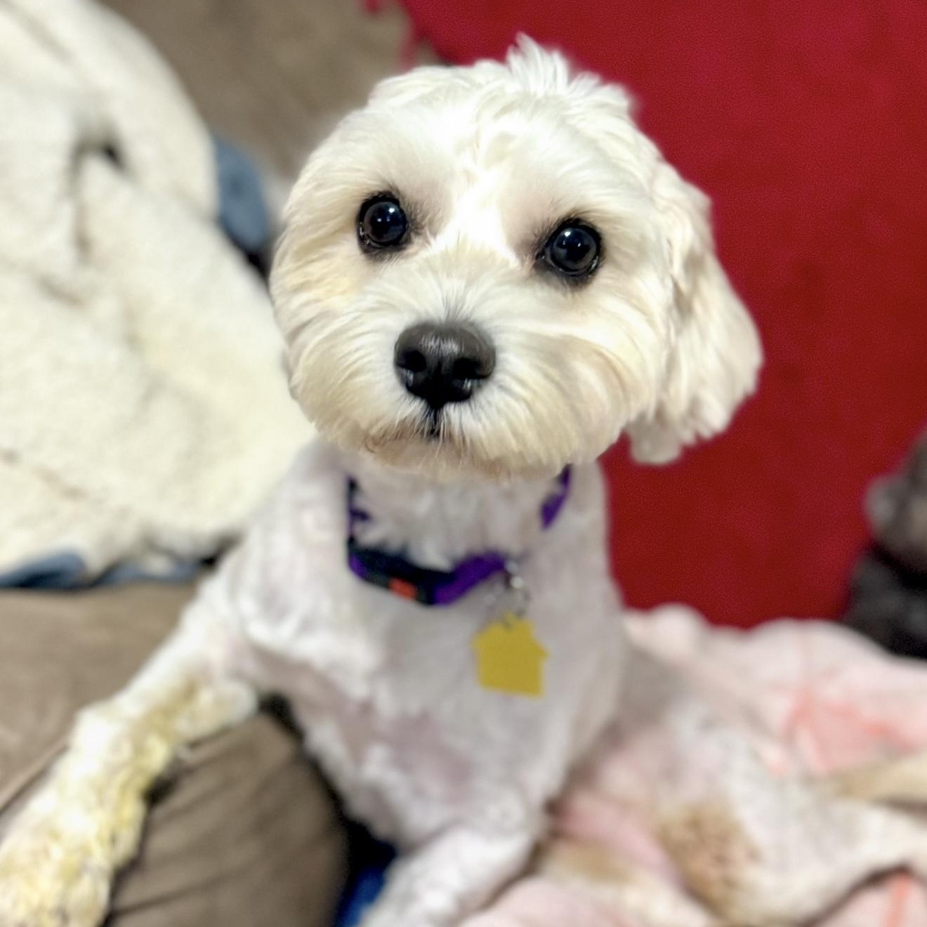 Cosmo , adopted, Young Male Maltese & Poodle.