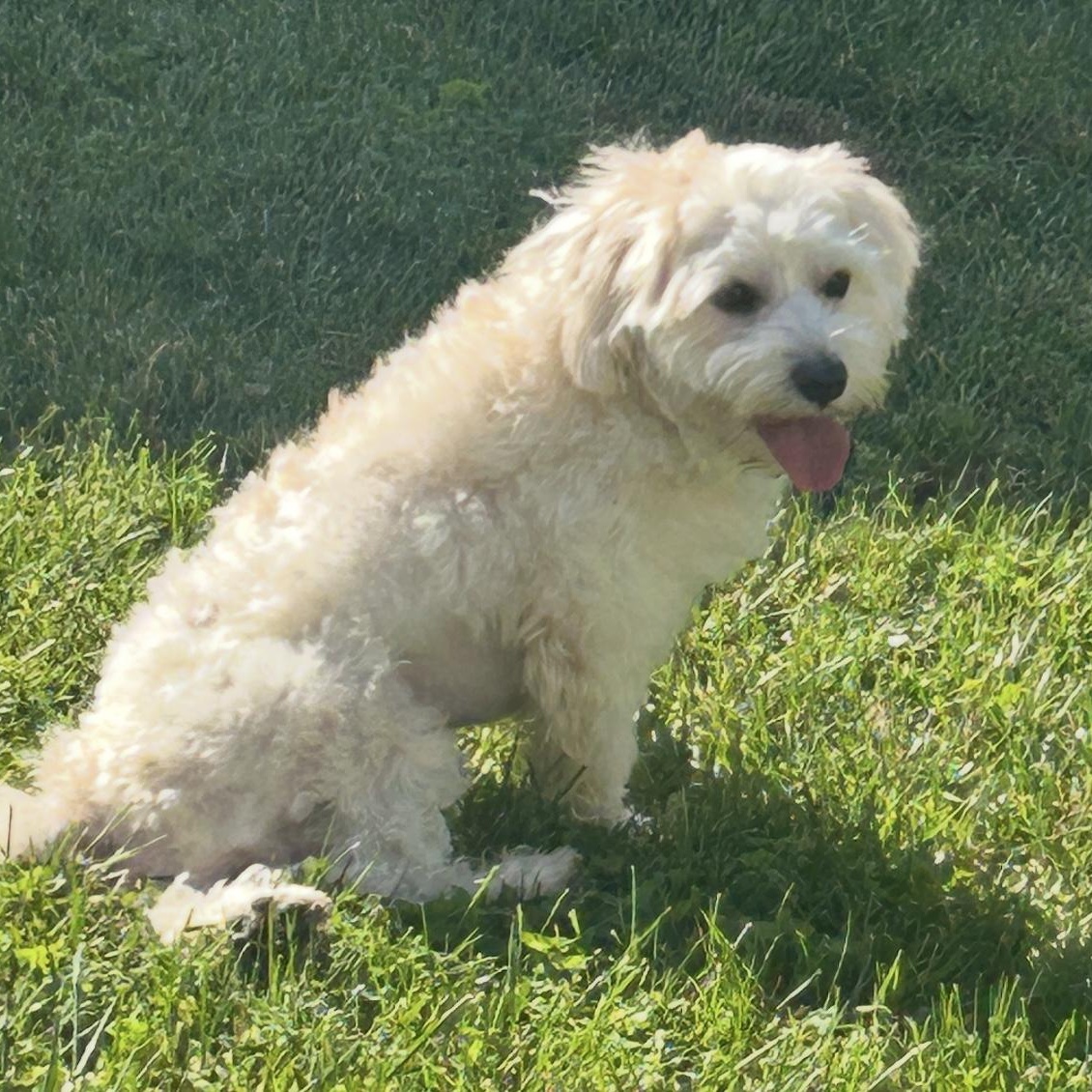 Cosmo , an adopted mixed breed in Santa Monica, CA image 4/5