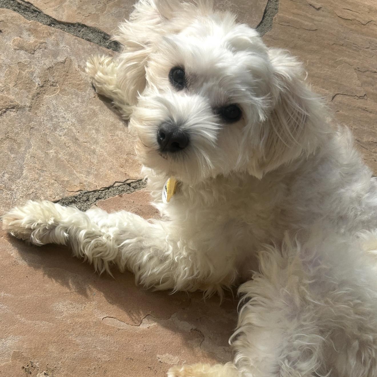 Cosmo , an adopted mixed breed in Santa Monica, CA image 3/5