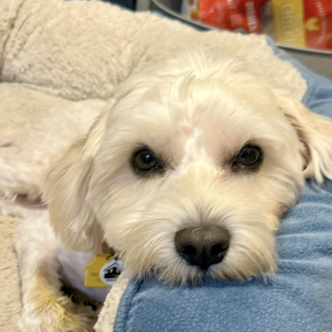 Cosmo , an adopted mixed breed in Santa Monica, CA image 2/5