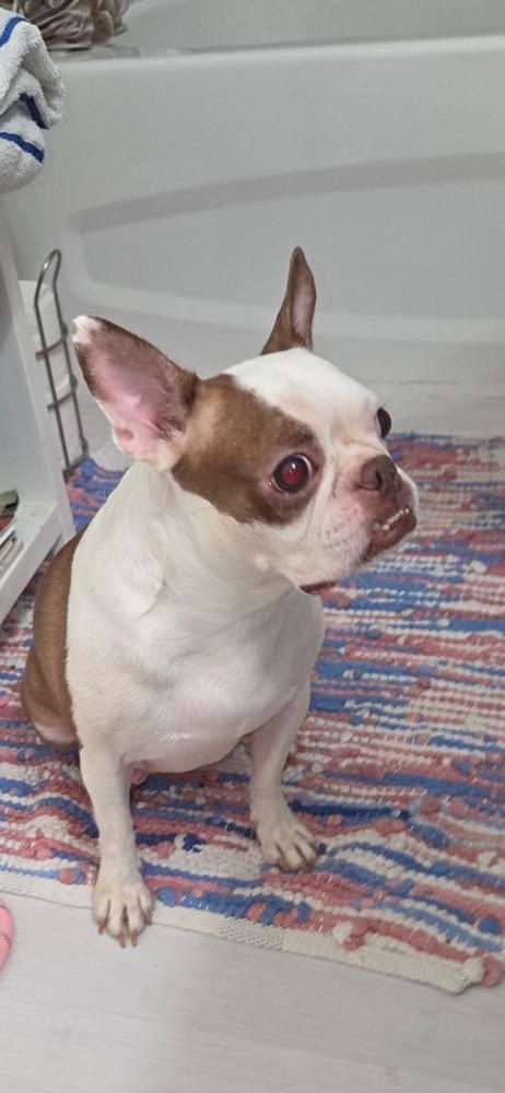 Enlarge Lily Jean  -4198 FL, a Adoptable Boston Terrier in Maryville, TN image 1/4