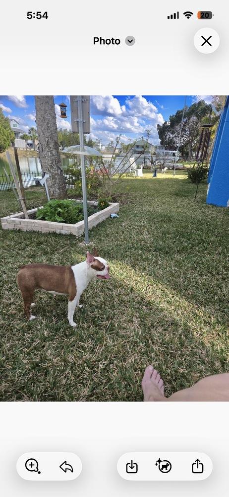 Enlarge Lily Jean  -4198 FL, a Adoptable Boston Terrier in Maryville, TN image 2/4