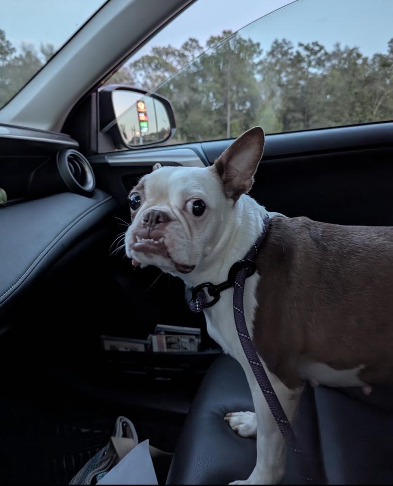 Enlarge Lily Jean  -4198 FL, a Adoptable Boston Terrier in Maryville, TN image 3/4