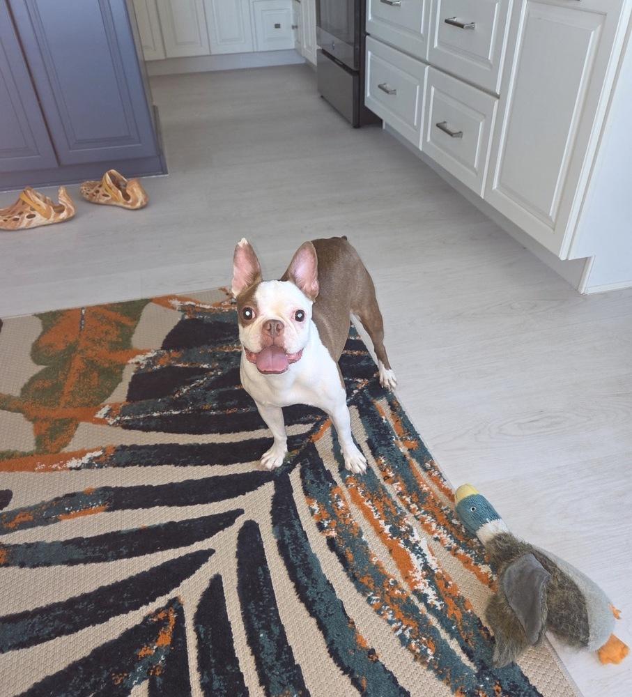 Enlarge Lily Jean  -4198 FL, a Adoptable Boston Terrier in Maryville, TN image 4/4