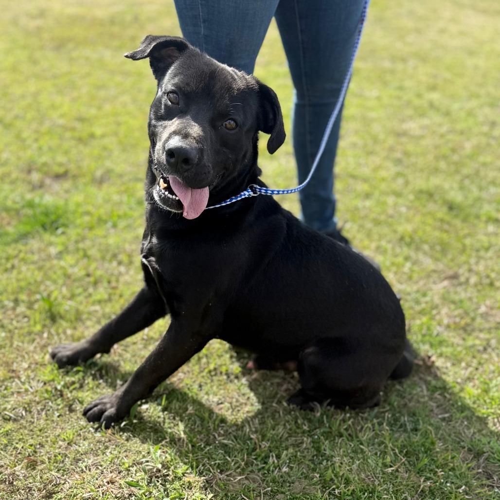 Enlarge Jack, a Adoptable Mixed Breed in Corinth, MS image 1/1